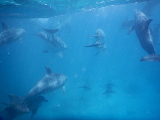 beautiful elegant dolphing under water