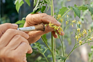 Erntezeit - Hand bestäubt Tomatenblüten