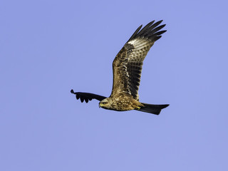 Black Kite Bird in flight