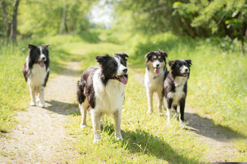 several dogs in spring ( rural environment ) - pack of border collies
