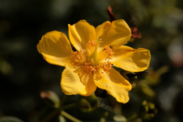 The St John's wort Hypericum patulum