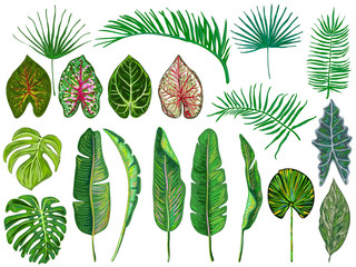 Set of tropical leaves. Jungle vector illustration. Vintage big collection of hand drawn botanical design elements isolated on white. Summer tropical design. Green palm leaves. Beautiful fashion art