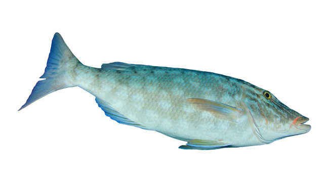 Fish isolated on white background. Spangled Emperor fish