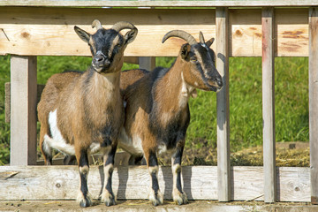 Ziegen - Allgäu - lustig - neugierig - Streichelzoo