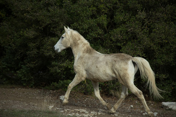 Obraz na płótnie Canvas horse white in the meadow dark background nature
