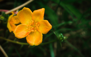 Fototapeta na wymiar small yellow flower blooming spring ,summer fresh nature background