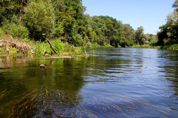 River algae in the water of a clean river.