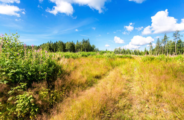 Beautiful summer landscape with green plants in forest and a blue sky with clouds