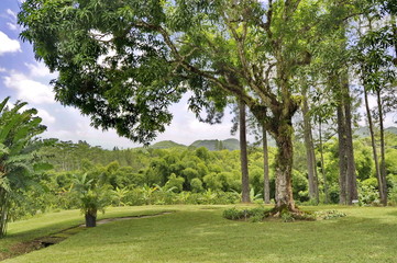 Croydon Plantation, Jamaica