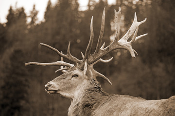 Hirsch - sepia - urig - Deko - Allgäu