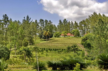 Croydon Plantation, Jamaica