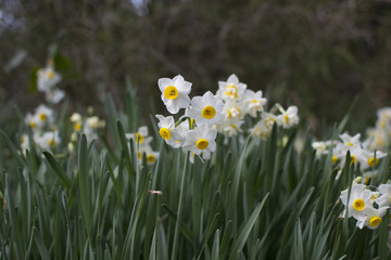 水仙の季節