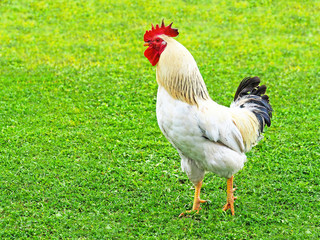 Naklejka na ściany i meble Rooster of Adler silvery breed isolated on a green clover lawn. White cock with black tail close-up. A proud bird with head held high