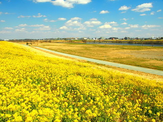 菜の花咲く土手と河川敷風景