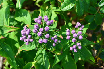 Соссюрея хорошенькая (Saussurea pulchella) на острове Клыкова, Приморский край