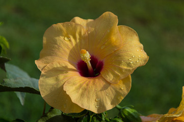 flower of yellow Hibiskus Hibiscus © Andreas