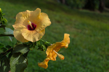 flower of yellow Hibiskus Hibiscus