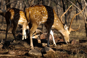 Sambar dear, Ranthanbore, India