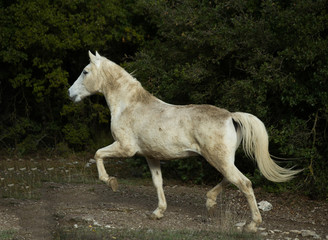 Naklejka na ściany i meble horse white in the meadow dark background nature