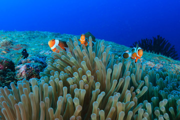 Fototapeta na wymiar A family of False Clownfish on a tropical coral reef