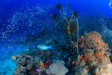 Fototapeta premium Parrotfish and glassfish on a tropical reef
