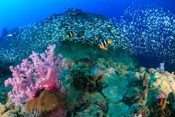 Obraz premium Banded Clownfish