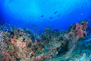 Fototapeta na wymiar A beautiful, healthy tropical coral reef