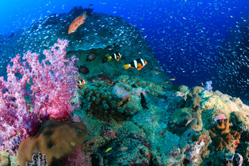 Naklejka na ściany i meble Banded Clownfish and Glassfish on a tropical coral reef