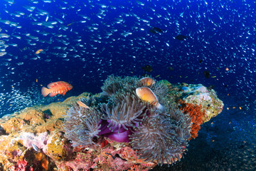 Skunk Clownfish