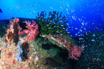 Fototapeta na wymiar Colour on the coral reef