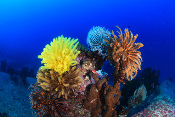 Colourful Crinoids on a tropical coral reef