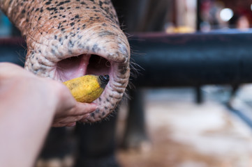 old elephant is eating with hands