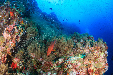 Naklejka na ściany i meble Coral Grouper on a tropical coral reef