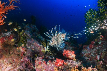 Naklejka na ściany i meble Lionfish hunting at dawn on a tropical coral reef