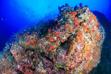 Fototapeta na wymiar A healthy, colorful tropical coral reef system