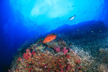 Naklejka na ściany i meble Tropical fish swim around a colorful coral reef