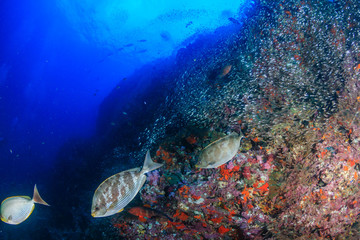 Fototapeta na wymiar Tropical fish around a colorful coral reef