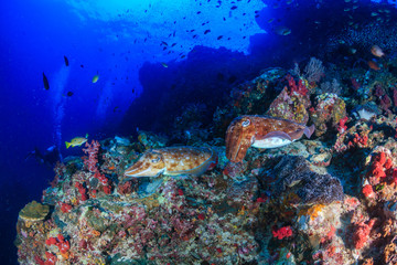 Fototapeta na wymiar A pair of Pharaoh Cuttlefish on a healthy tropical coral reef at dawn