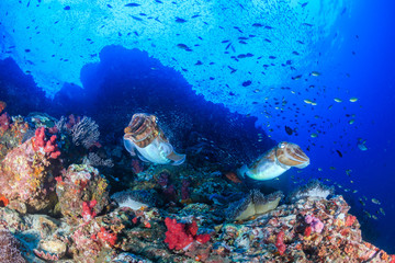 Naklejka na ściany i meble A pair of Pharaoh Cuttlefish on a healthy tropical coral reef at dawn
