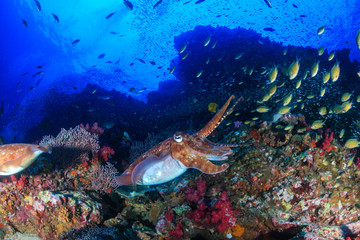 Naklejka na ściany i meble Pharaoh Cuttlefish on a beautiful, healthy tropical coral reef
