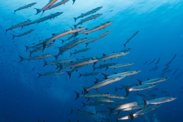 Barracuda at Tachai island in the Similan national park