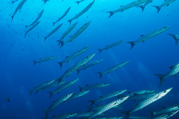 Obraz premium Schooling Barracuda at Richelieu Rock, Thailand 