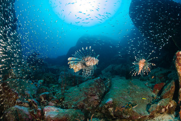 Lionfish hunting on a tropical coral reef
