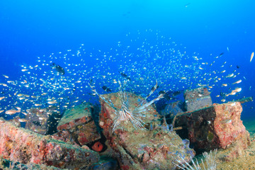 Naklejka na ściany i meble Lionfish hunting on a tropical coral reef