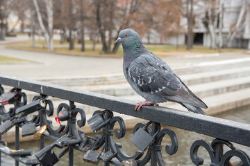 Gray urban pigeon sits on a black railing in the park