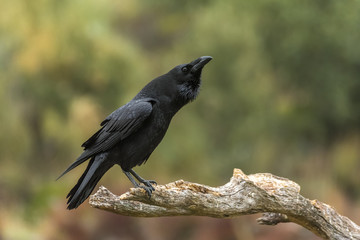 corvus corax, Raven