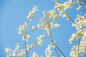 Weidenkätzchen vor blauem Himmel im Gegenlicht