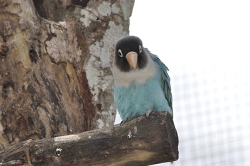Birds in Aviary near Montego Bay in Jamaica