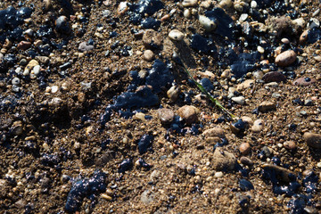 Athens, Greece, September 14 2017: Greek oil spill spreads to Athens Riviera following the sinking of an oil tanker in Saronic Gulf.