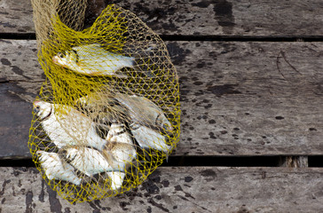 Fish in a fishing nets on wooden background